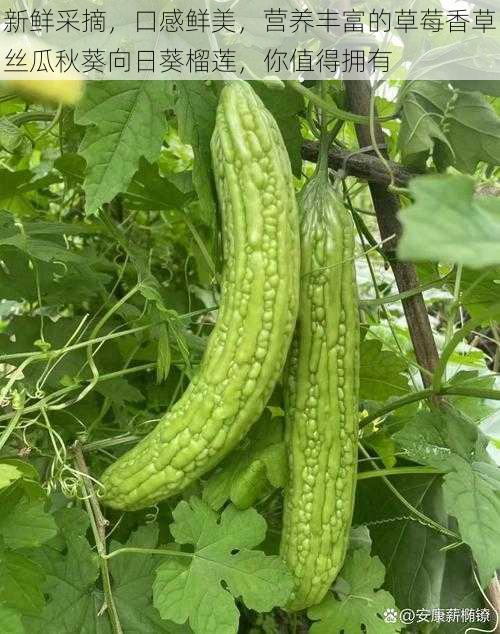 新鲜采摘,口感鲜美,营养丰富的草莓香草丝瓜秋葵向日葵榴莲,你值得拥有