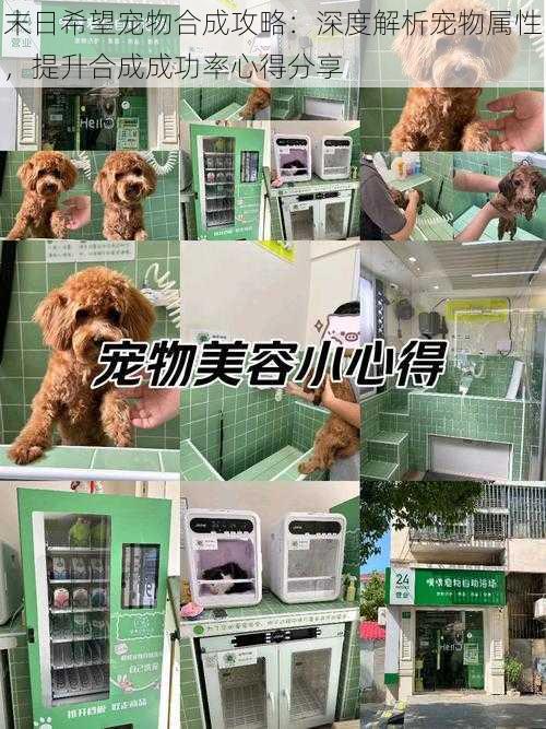末日希望宠物合成攻略:深度解析宠物属性,提升合成成功率心得分享